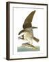 Audubon: Osprey-John James Audubon-Framed Giclee Print