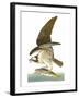 Audubon: Osprey-John James Audubon-Framed Giclee Print