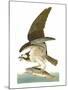 Audubon: Osprey-John James Audubon-Mounted Giclee Print