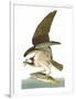 Audubon: Osprey-John James Audubon-Framed Giclee Print