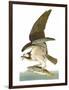 Audubon: Osprey-John James Audubon-Framed Giclee Print