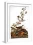 Audubon: Ovenbird-John James Audubon-Framed Giclee Print