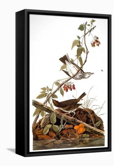 Audubon: Ovenbird-John James Audubon-Framed Stretched Canvas