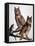 Audubon: Owl-John James Audubon-Framed Stretched Canvas