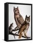 Audubon: Owl-John James Audubon-Framed Stretched Canvas