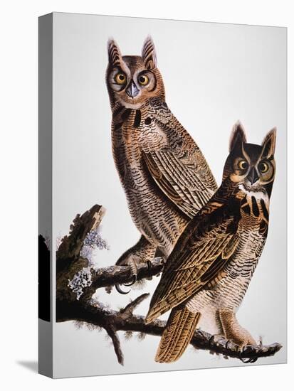 Audubon: Owl-John James Audubon-Stretched Canvas