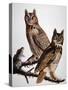 Audubon: Owl-John James Audubon-Stretched Canvas