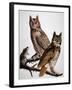 Audubon: Owl-John James Audubon-Framed Giclee Print