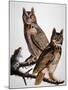 Audubon: Owl-John James Audubon-Mounted Giclee Print