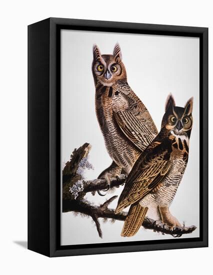 Audubon: Owl-John James Audubon-Framed Stretched Canvas