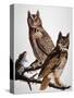 Audubon: Owl-John James Audubon-Stretched Canvas