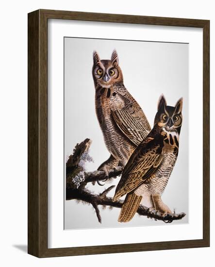 Audubon: Owl-John James Audubon-Framed Giclee Print