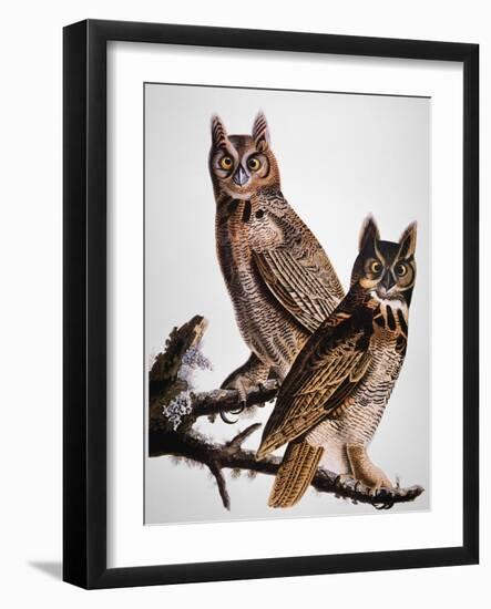 Audubon: Owl-John James Audubon-Framed Giclee Print