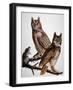 Audubon: Owl-John James Audubon-Framed Giclee Print