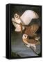 Audubon: Owl-John James Audubon-Framed Stretched Canvas