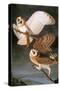 Audubon: Owl-John James Audubon-Stretched Canvas