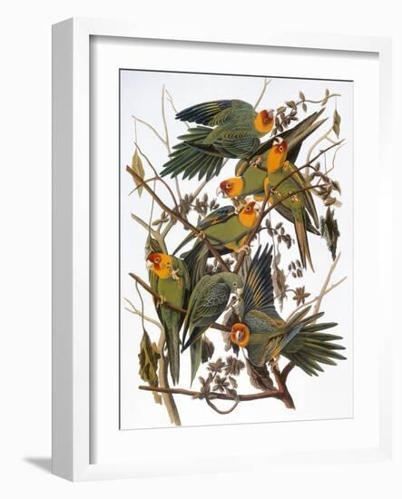 Audubon: Parakeet-John James Audubon-Framed Giclee Print