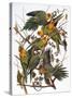 Audubon: Parakeet-John James Audubon-Stretched Canvas