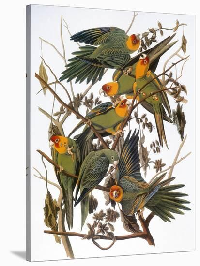 Audubon: Parakeet-John James Audubon-Stretched Canvas