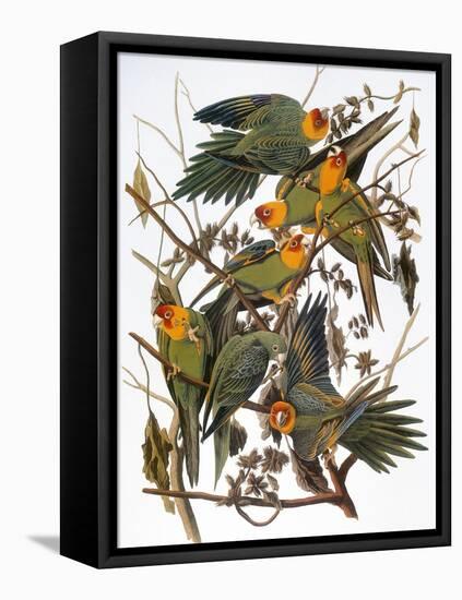 Audubon: Parakeet-John James Audubon-Framed Stretched Canvas