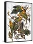 Audubon: Parakeet-John James Audubon-Framed Stretched Canvas