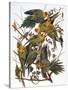 Audubon: Parakeet-John James Audubon-Stretched Canvas