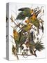 Audubon: Parakeet-John James Audubon-Stretched Canvas