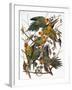 Audubon: Parakeet-John James Audubon-Framed Giclee Print