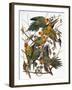 Audubon: Parakeet-John James Audubon-Framed Giclee Print