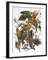 Audubon: Parakeet-John James Audubon-Framed Giclee Print