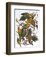 Audubon: Parakeet-John James Audubon-Framed Giclee Print