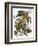 Audubon: Parakeet-John James Audubon-Framed Giclee Print