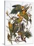 Audubon: Parakeet-John James Audubon-Stretched Canvas