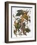 Audubon: Parakeet-John James Audubon-Framed Premium Giclee Print