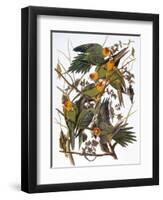 Audubon: Parakeet-John James Audubon-Framed Premium Giclee Print