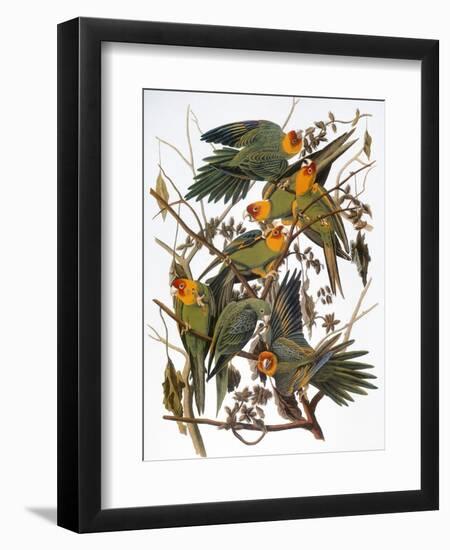 Audubon: Parakeet-John James Audubon-Framed Premium Giclee Print