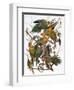 Audubon: Parakeet-John James Audubon-Framed Premium Giclee Print