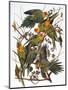 Audubon: Parakeet-John James Audubon-Mounted Premium Giclee Print