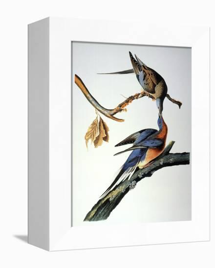Audubon: Passenger Pigeon-John James Audubon-Framed Stretched Canvas