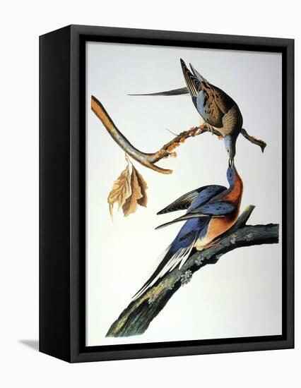 Audubon: Passenger Pigeon-John James Audubon-Framed Stretched Canvas