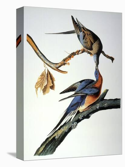 Audubon: Passenger Pigeon-John James Audubon-Stretched Canvas