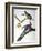 Audubon: Passenger Pigeon-John James Audubon-Framed Giclee Print