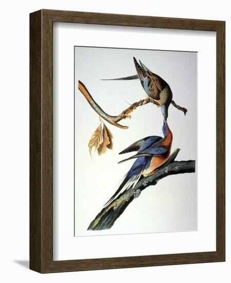 Audubon: Passenger Pigeon-John James Audubon-Framed Giclee Print