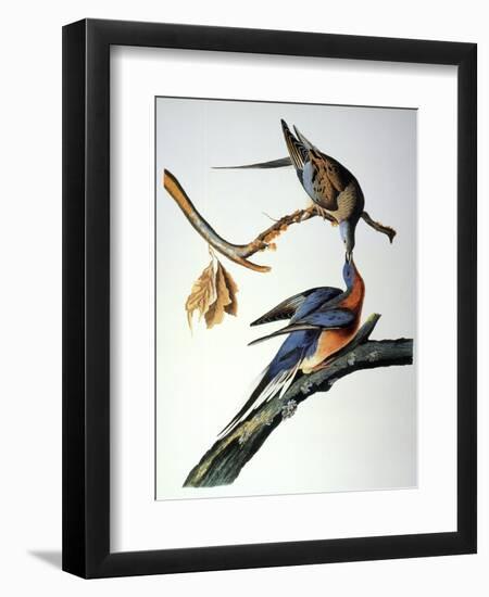 Audubon: Passenger Pigeon-John James Audubon-Framed Giclee Print