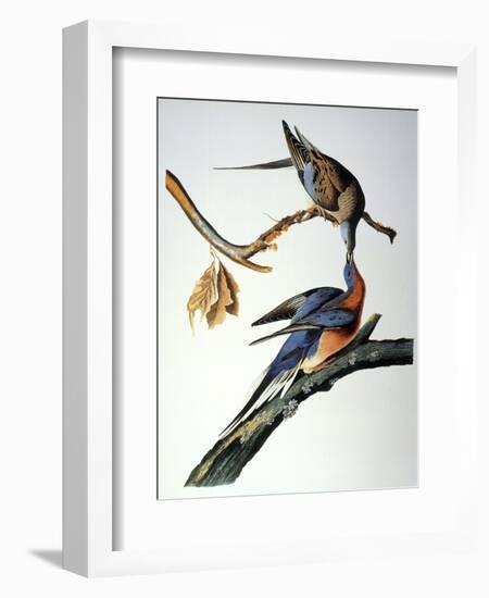 Audubon: Passenger Pigeon-John James Audubon-Framed Giclee Print