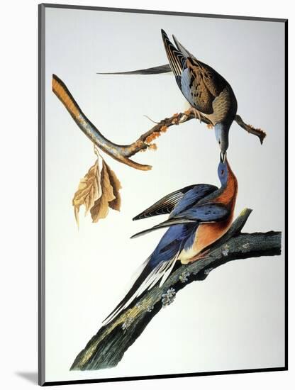 Audubon: Passenger Pigeon-John James Audubon-Mounted Giclee Print