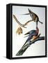 Audubon: Passenger Pigeon-John James Audubon-Framed Stretched Canvas