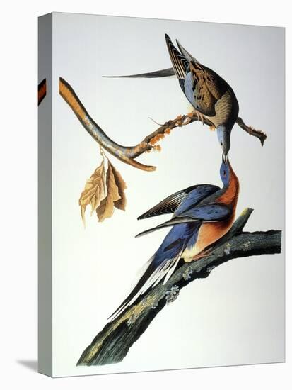 Audubon: Passenger Pigeon-John James Audubon-Stretched Canvas