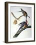 Audubon: Passenger Pigeon-John James Audubon-Framed Giclee Print