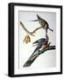 Audubon: Passenger Pigeon-John James Audubon-Framed Giclee Print